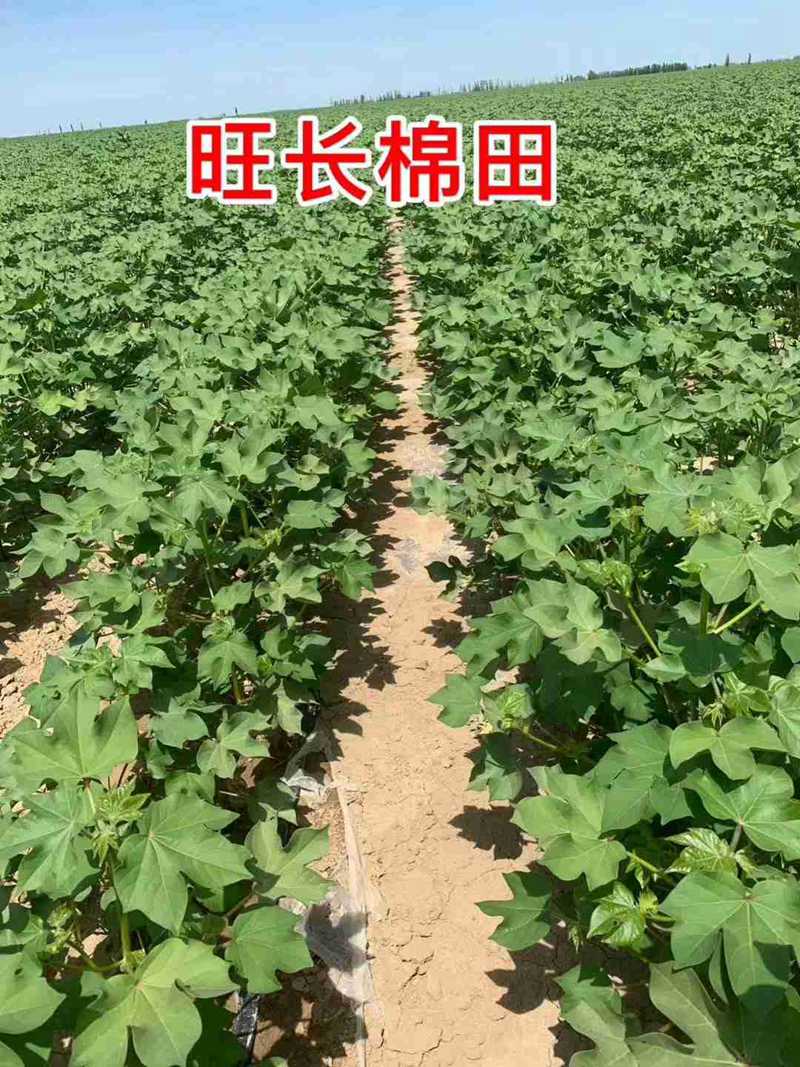 棉花用了控爾豐，控旺增產真輕鬆（sōng）(圖（tú）6)