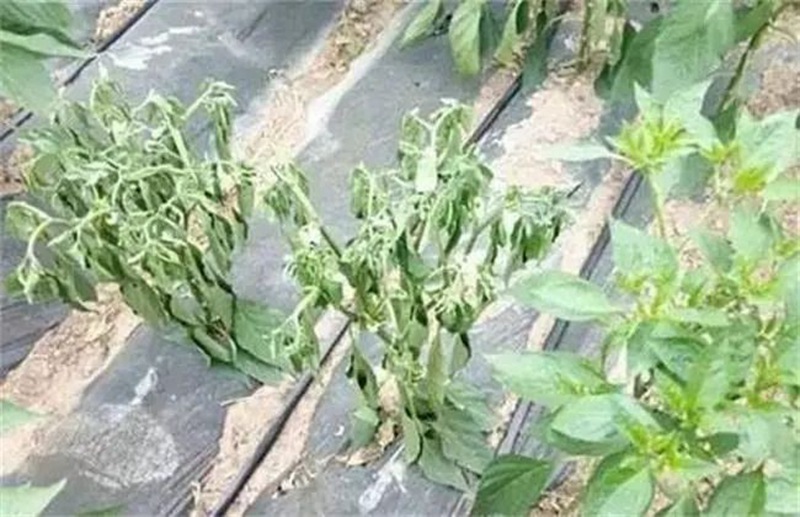 蔬菜死棵一年比一年重（chóng），到底能不能重茬？(圖1)