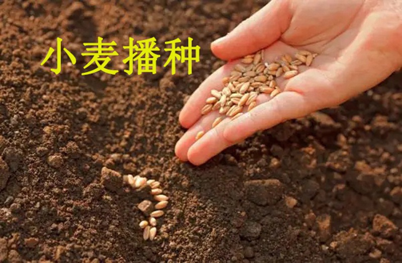 植保知識——冬小麥（mài）播種五大關鍵技術(圖1)