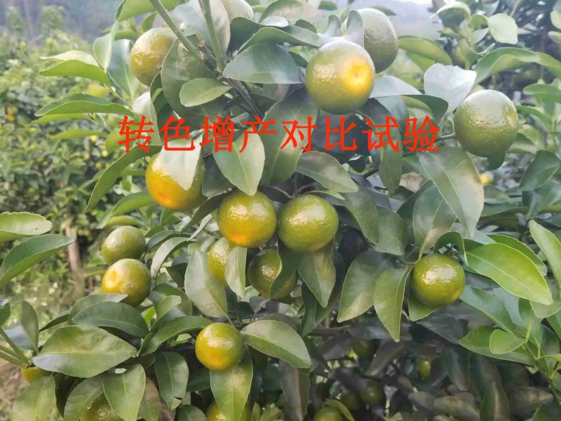 產品對比試（shì）驗——沃柑轉（zhuǎn）色增（zēng）產(圖（tú）1)