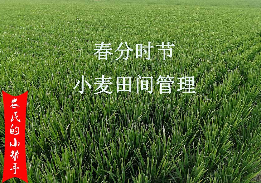 4月份小麥田間管理（lǐ）要點(圖1)