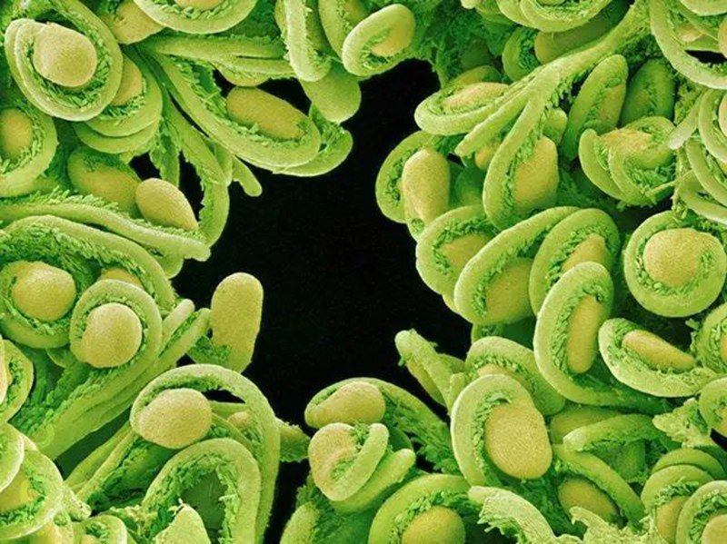 生物農藥（yào）連續使用會不會產（chǎn）生抗藥性？(圖2)
