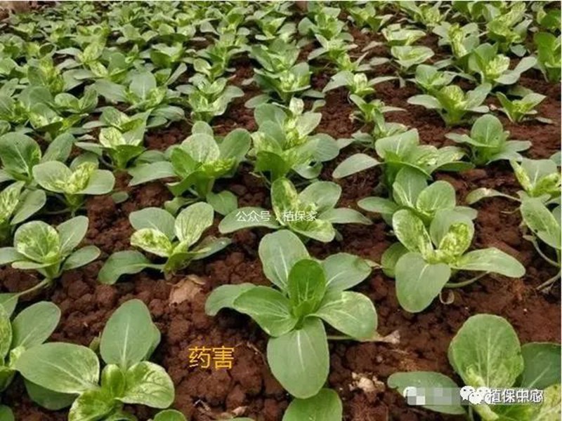 農藥成分和含量一模一樣，為啥效果差別那麽大？(圖4)