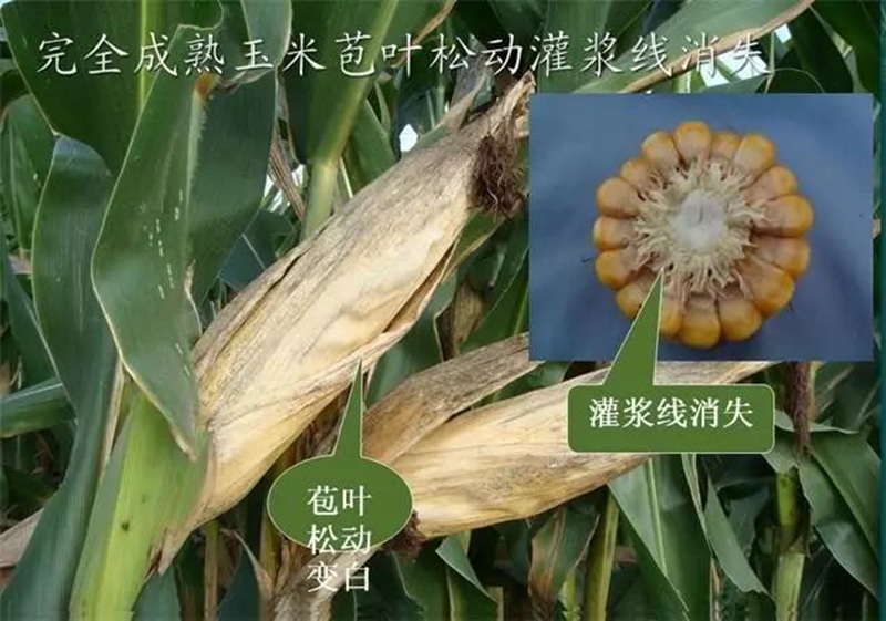 今年小麥（mài）要晚種，玉米要晚（wǎn）收！(圖1)