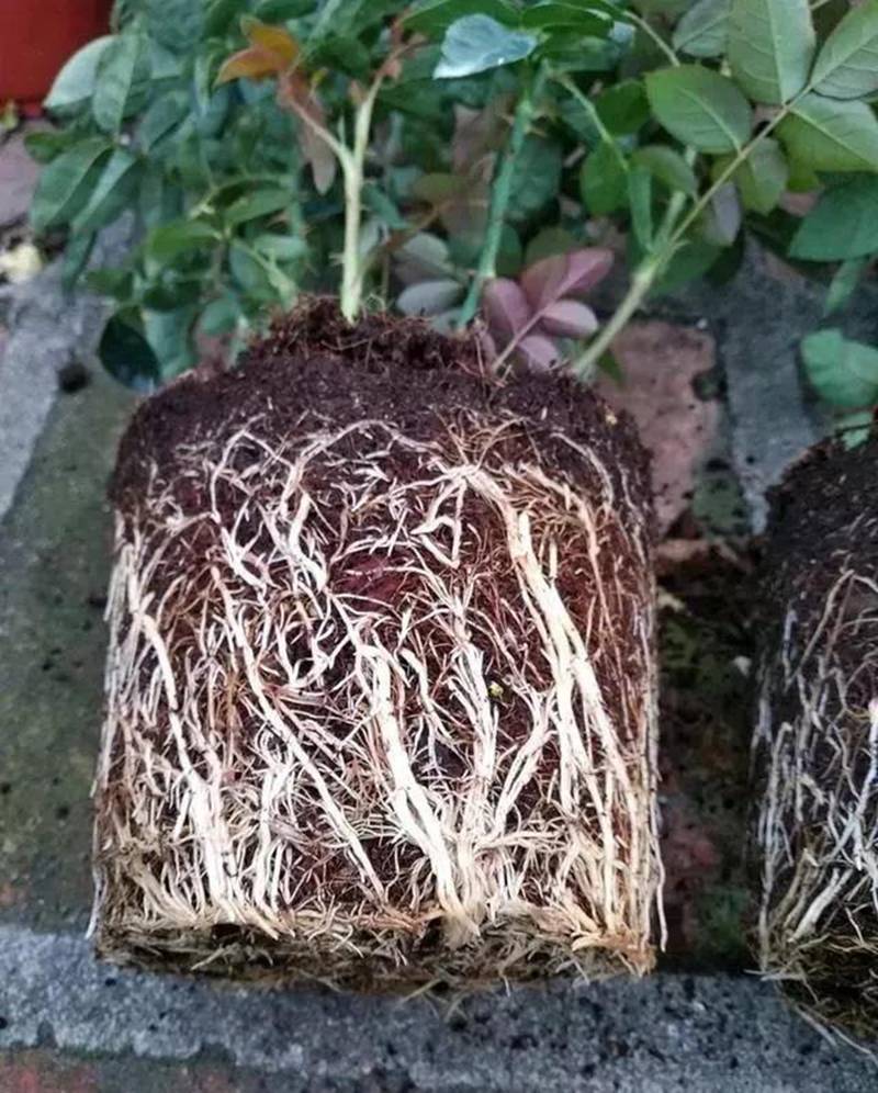 根是植物的命（mìng），抓住這幾點，根係粗壯、四通發達(圖1)