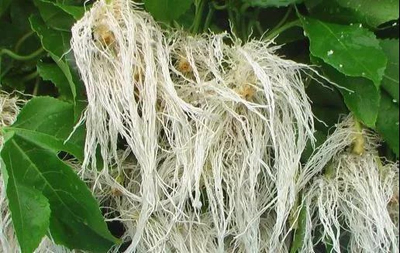 根是植物的命，抓住這幾點（diǎn），根係粗壯、四通發達（dá）(圖（tú）2)